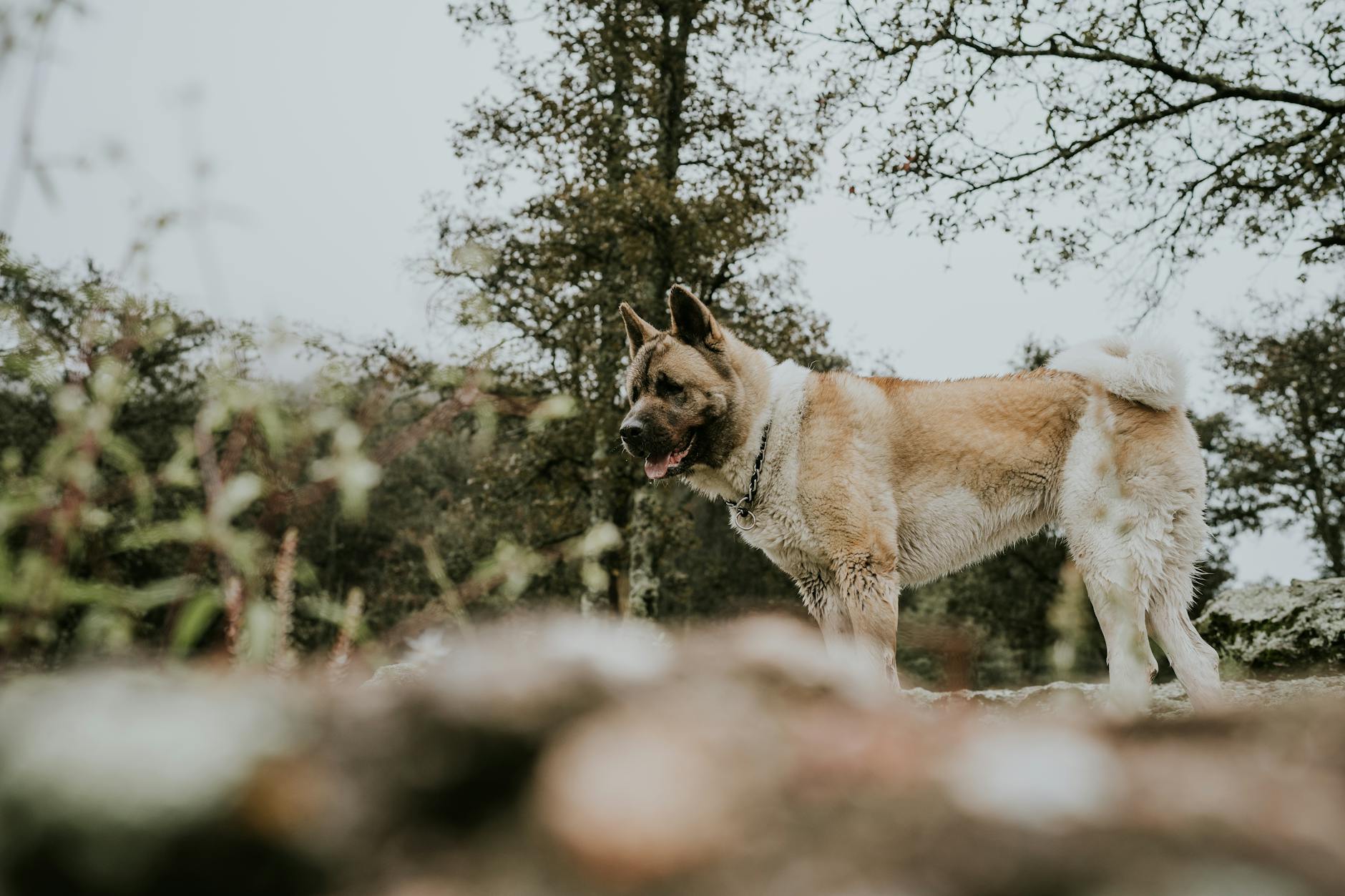 An American Akita standing in an outdoor setting amidst trees, showcasing its majestic stature.