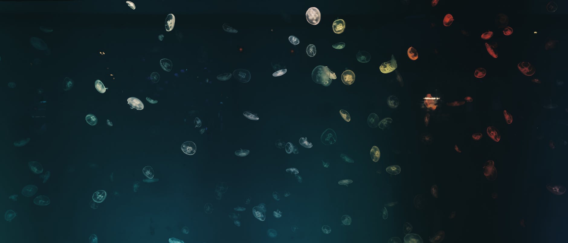 A captivating scene of jellyfish gracefully floating in the dark, mysterious ocean depths.