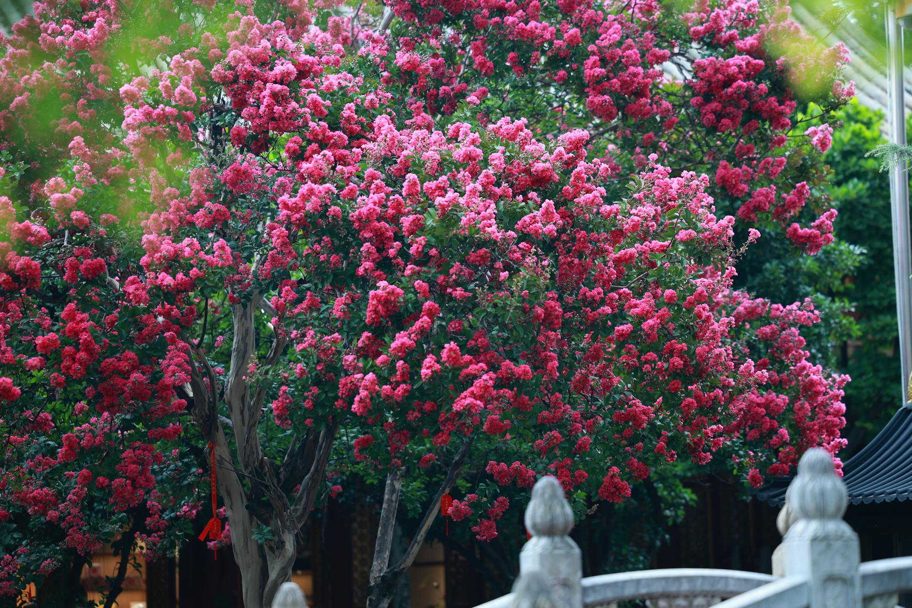 Colorful pink crepe myrtle tree in a serene outdoor garden setting.