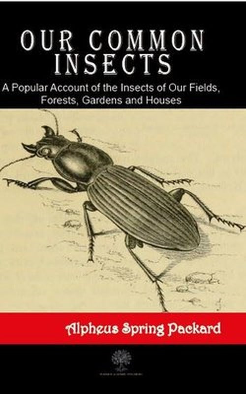 Our Common Insects | Platanus Publishing