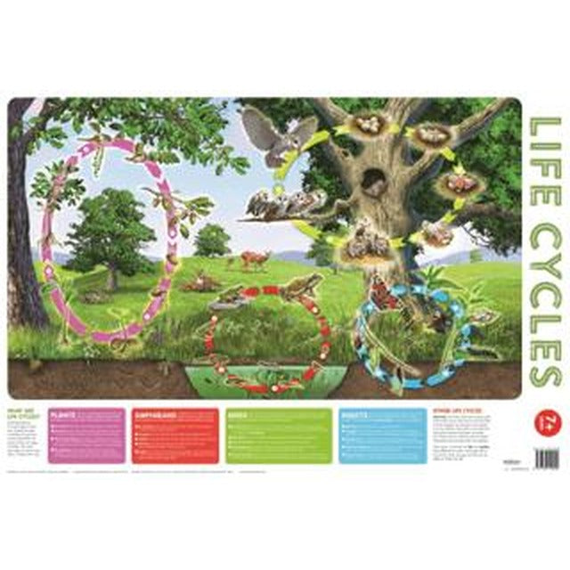 Wallchart Pack of 2 9+ | Autumn Publishing (Ciltsiz)