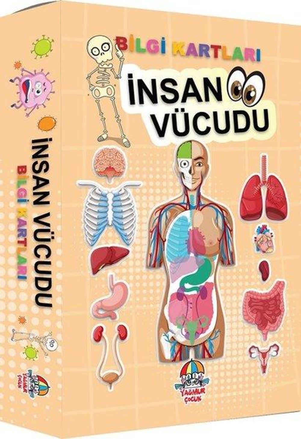 İnsan Vücudu - Bilgi Kartları | Yağmur Çocuk