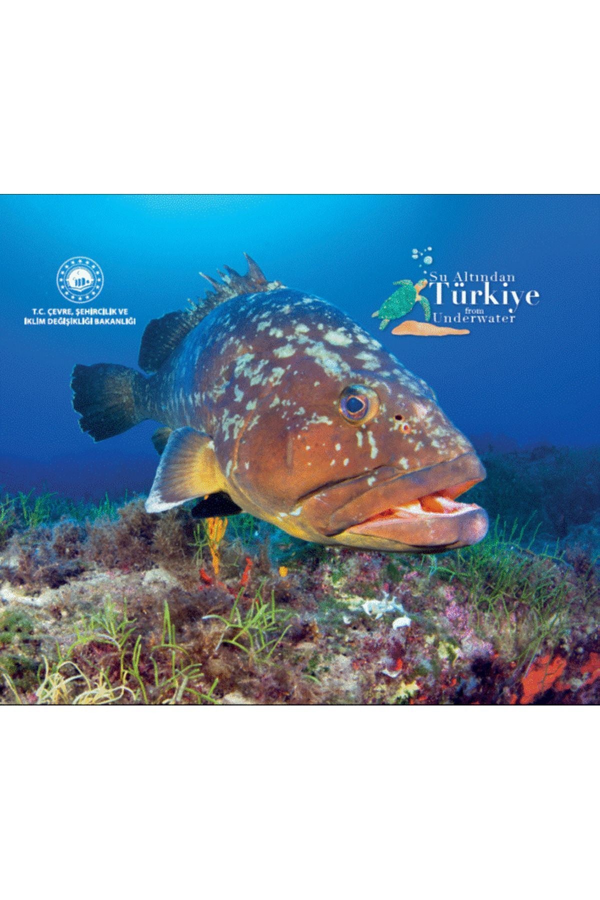 Su Altından Türkiye From Underwater kitap kapağı