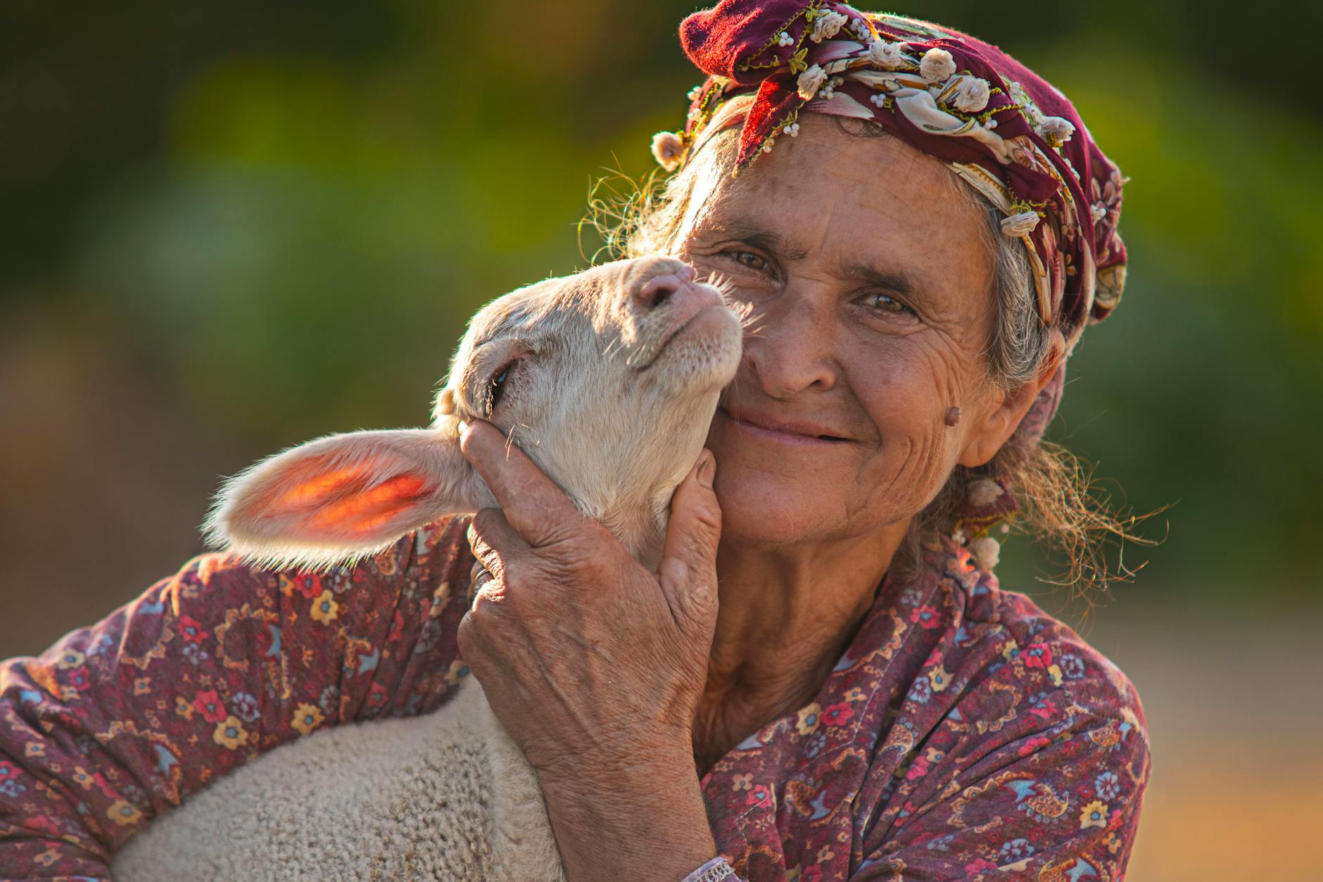A senior woman lovingly holds a lamb in rural Ödemiş, İzmir, capturing a moment of affection and tranquility.
