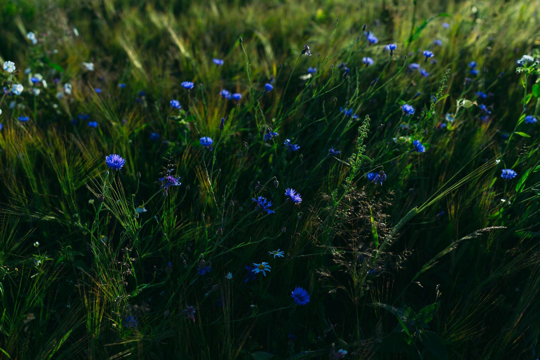 Colorful wildflowers in a lush meadow softly lit by the setting sun.
