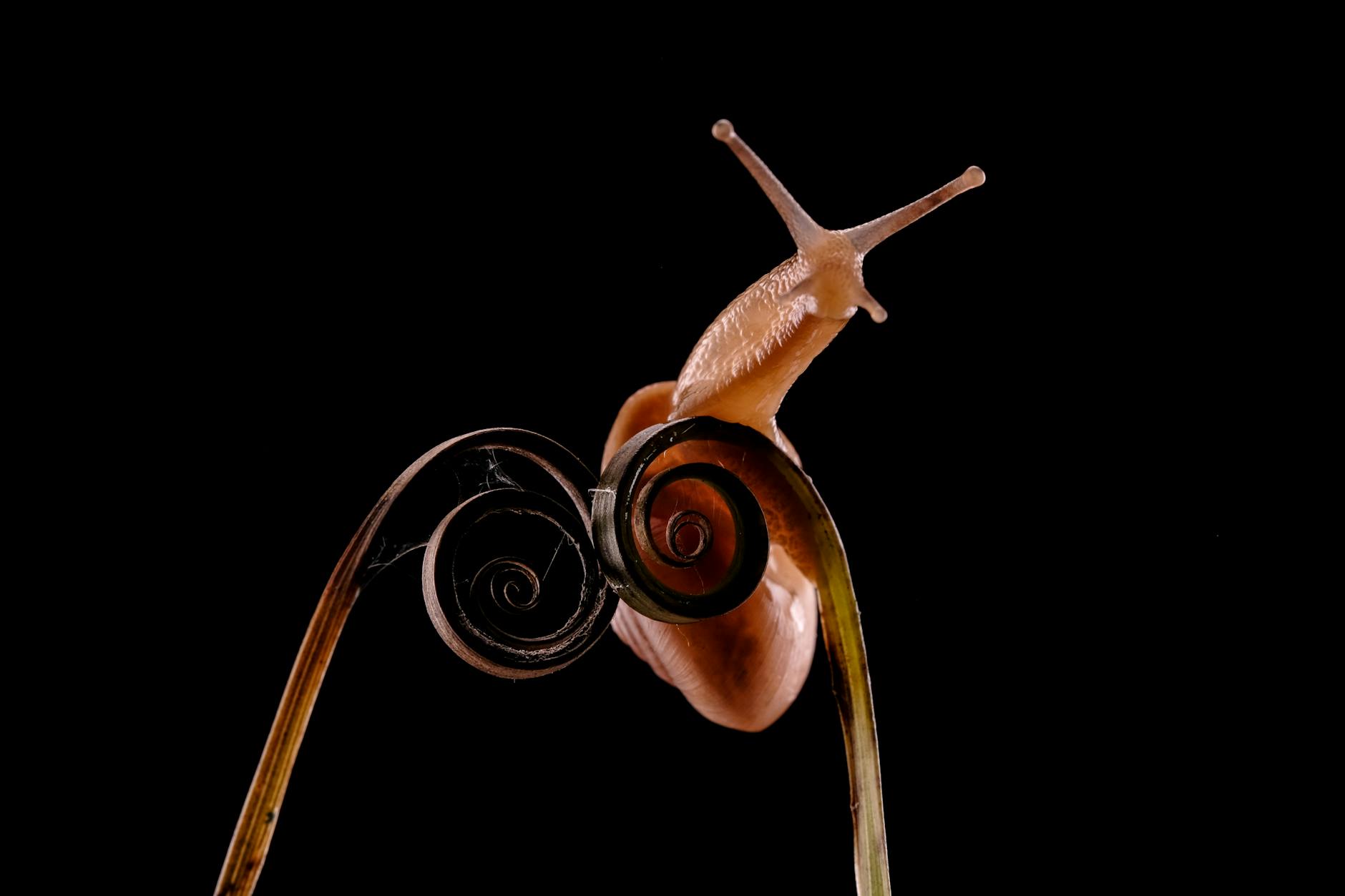 Macro shot of a snail climbing a spiraled plant stem against a black background.
