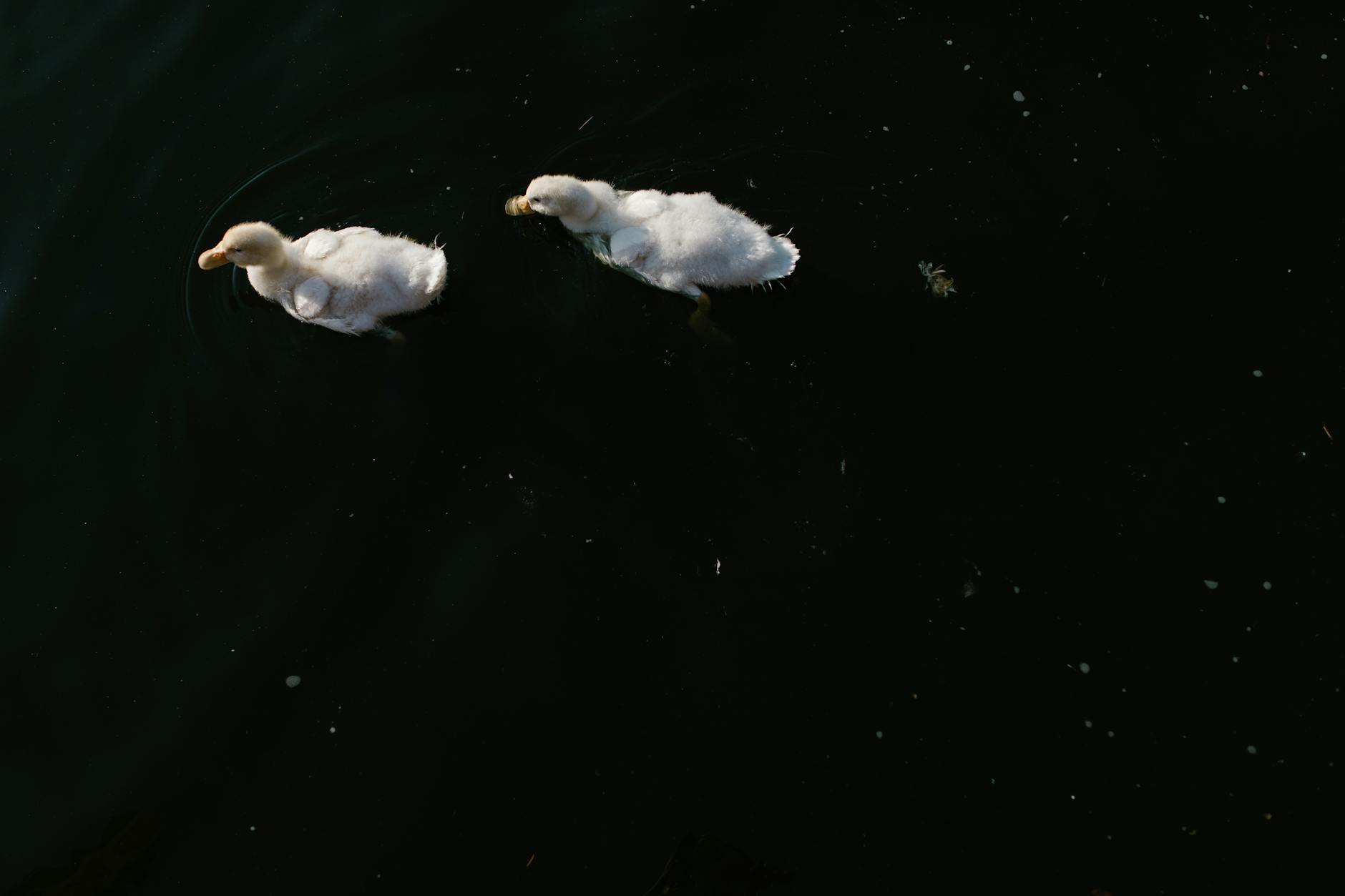 Overhead view of two ducklings gracefully swimming on the water's surface.