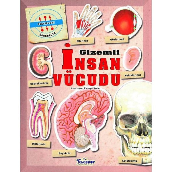 Gizemli İnsan Vücudu - Gizemleri Öğrenelim | Teleskop Popüler Bilim (İnce Kapak)
