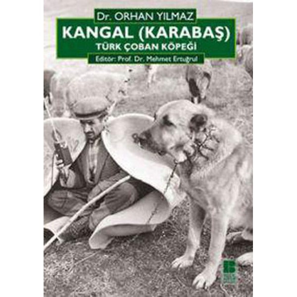 Kangal (Karabaş) Türk Çoban Köpeği | Bilge Kültür Sanat