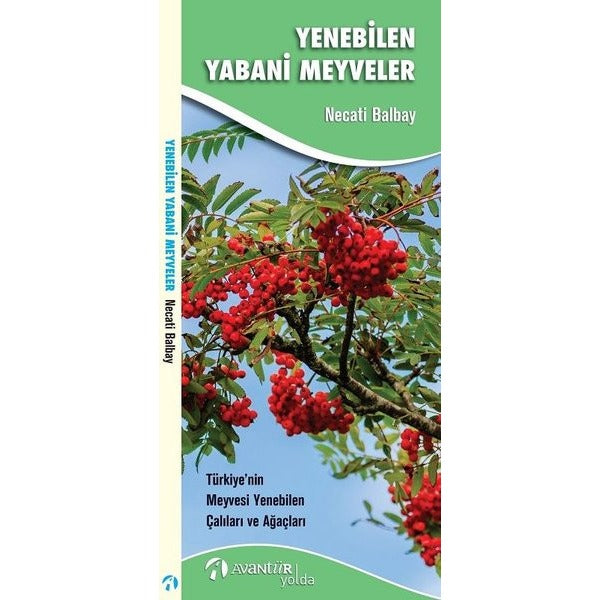Yenebilen Yabani Meyveler