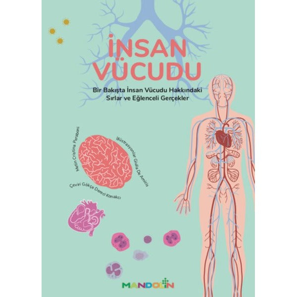 İnsan Vücudu | Mandolin