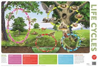 Wallchart Pack of 2 9+ | Autumn Publishing (Ciltsiz)  - Resim 1